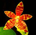 Phal. cornu-cervi 'Angel Orchids'